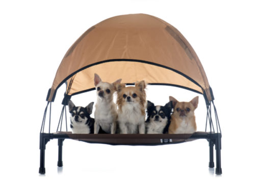 Hunde Campingliege Test: Die 7 besten Campingliegen für Hunde 2022 im Vergleich