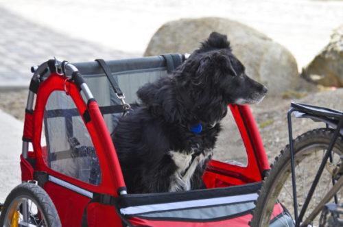 Hunde Fahrradanhänger Test: Die besten Fahrradanhänger für Hunde 2022 im Vergleich