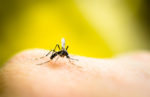 Was hilft gegen Mücken: Wie kann man Mücken vertreiben?