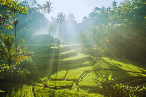 Bali Sehenswürdigkeiten: Was kann man in Ubud machen